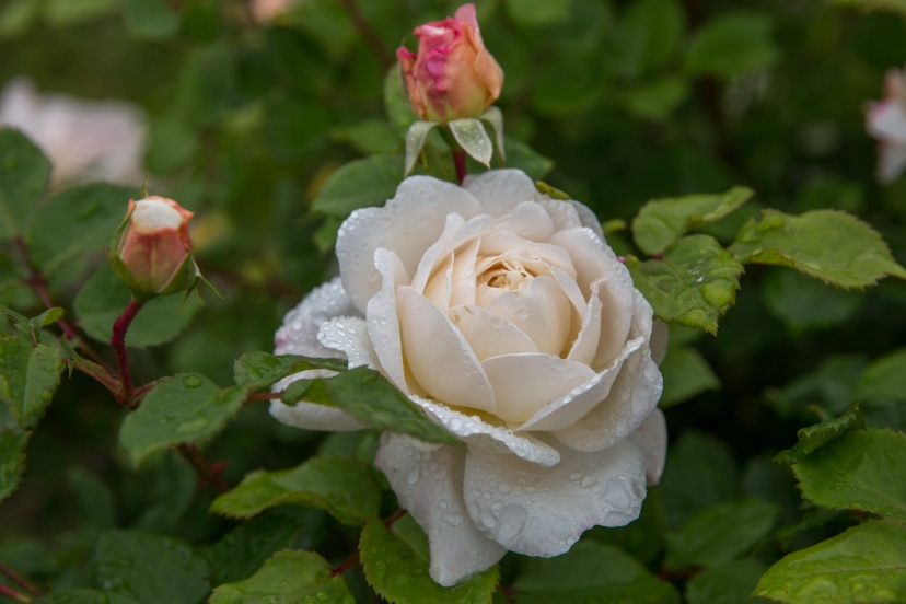 rose photography