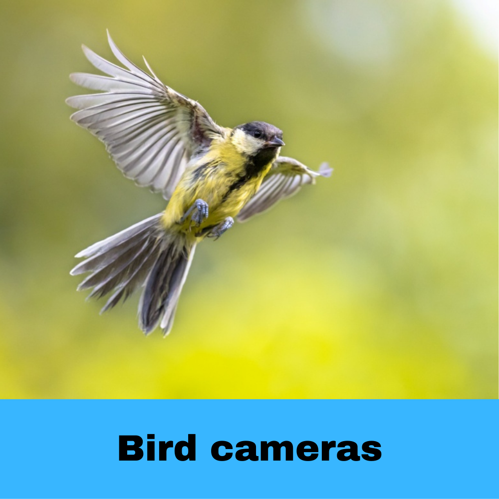 bird cameras