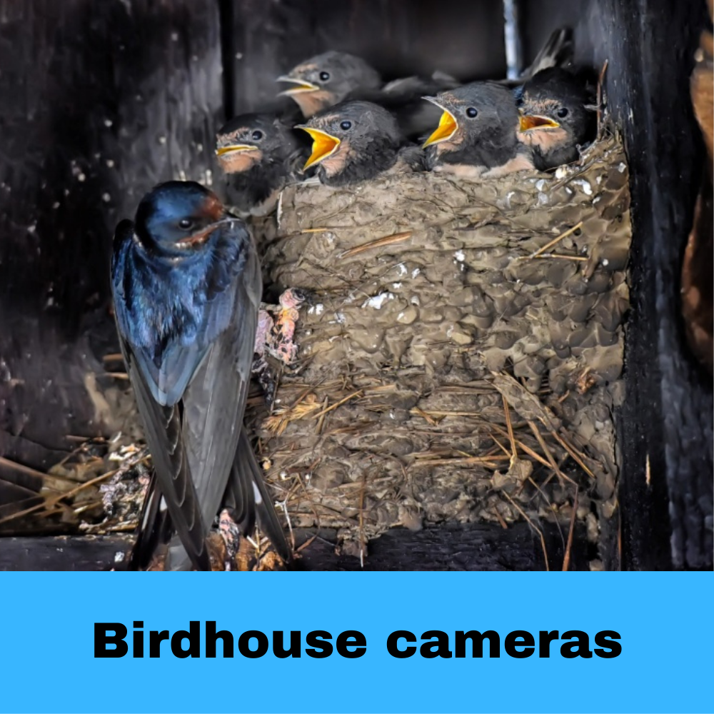 birdhouse camera photo tips