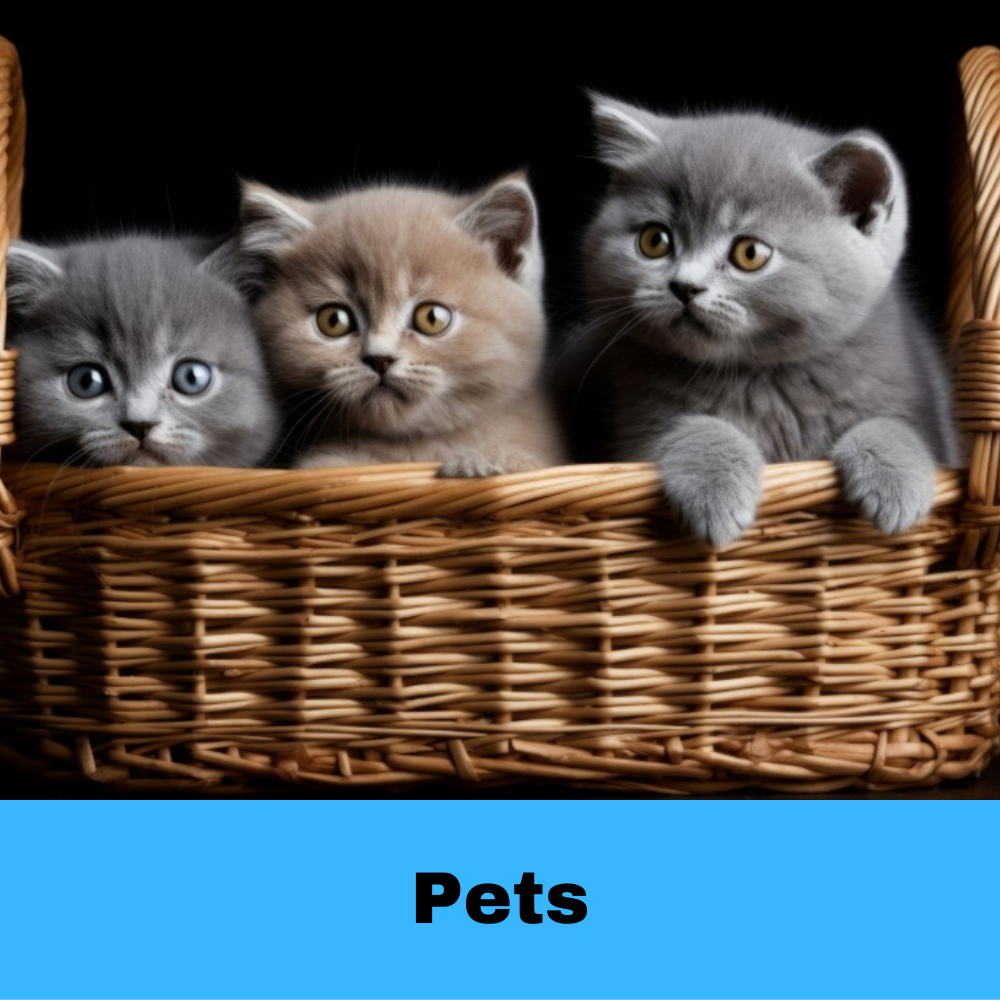 pets photography tips