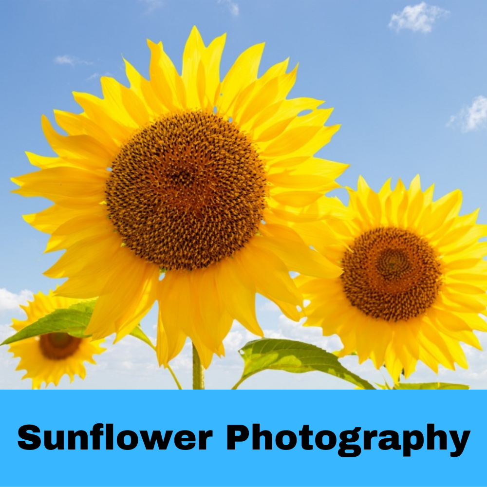sunflower photography