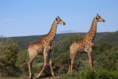 wildlife photography