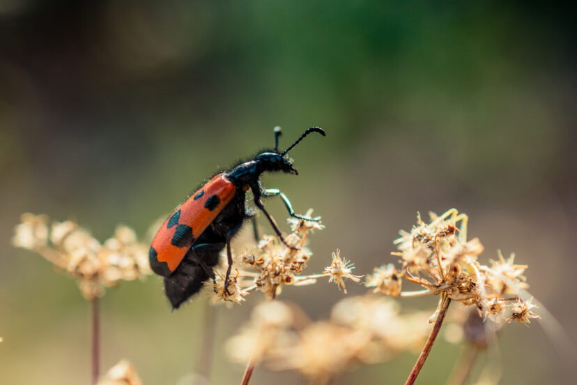 how to blur background in portrait photography naturally
