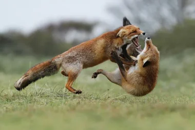 how to photograph wildlife in motion with DSLR